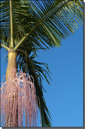 Palm Tree in Bloom